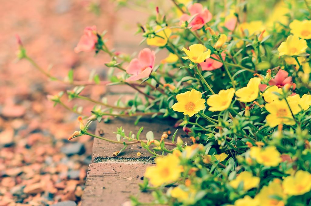 flowers, natural, garden-1750280.jpg
