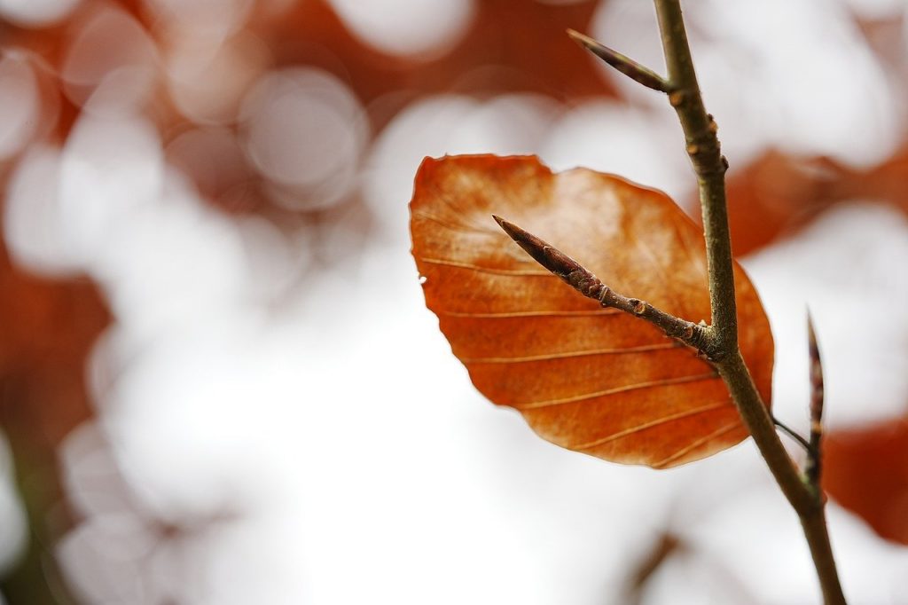 leaves, autumn, season-6845395.jpg